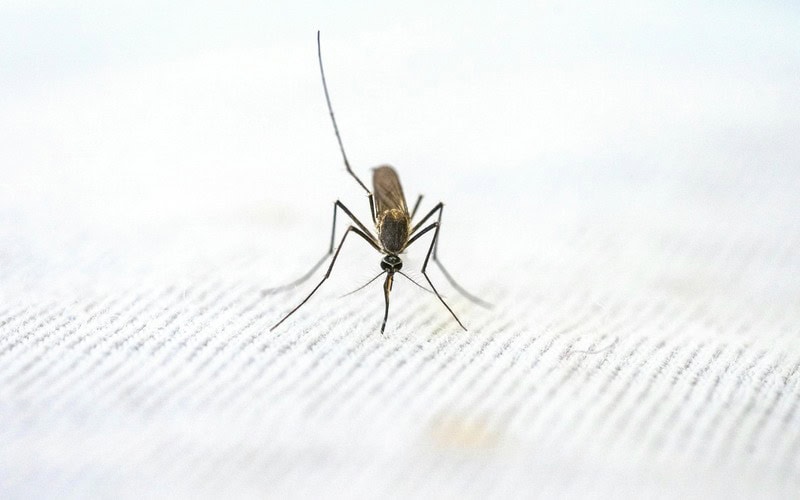 Close-up of a mosquito on a bed net, highlighting malaria prevention efforts.