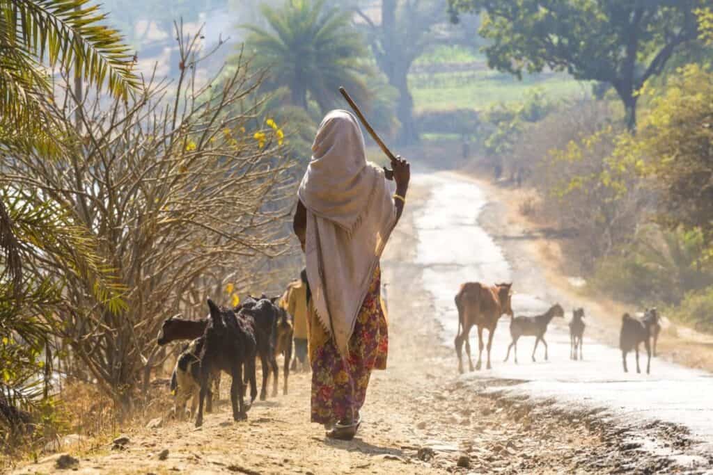Rural woman walking with cattle on a dirt road in Benin.