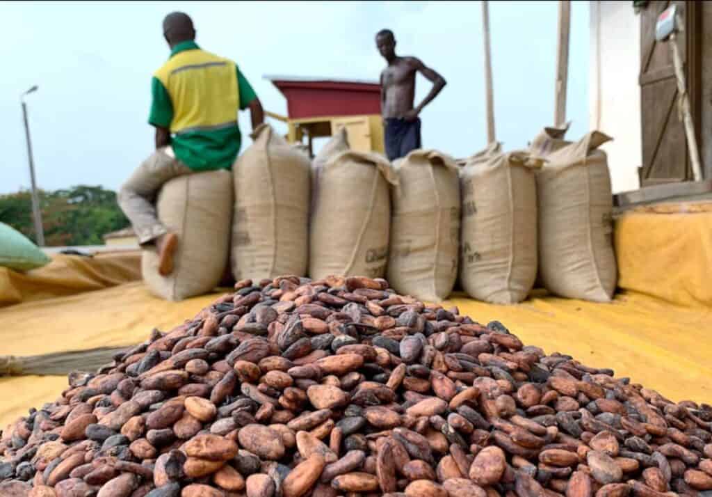 Billion Dollar Losses for Africa’s Cocoa Traders