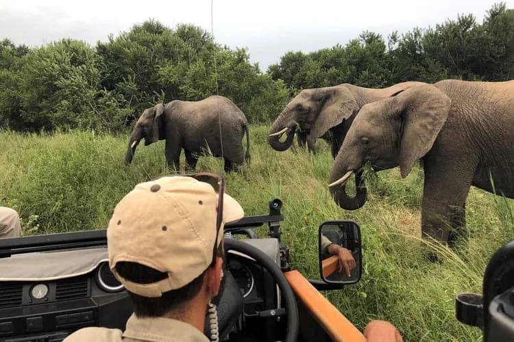 Elephants grazing in the wild during a safari adventure.