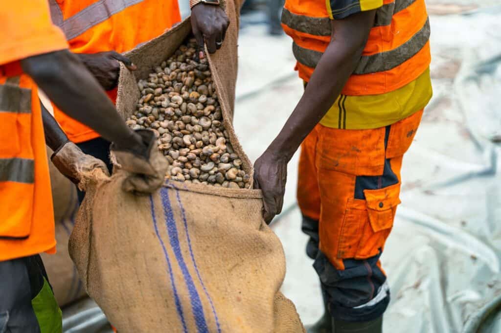 DP World Kicks Off Cashew Boom With Record Exports From Senegal