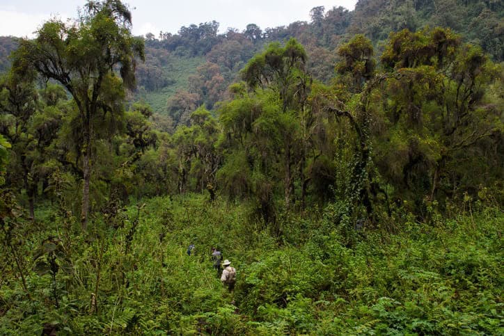 Gorillas in their natural habitat during a trekking adventure in Rwanda's lush forests.