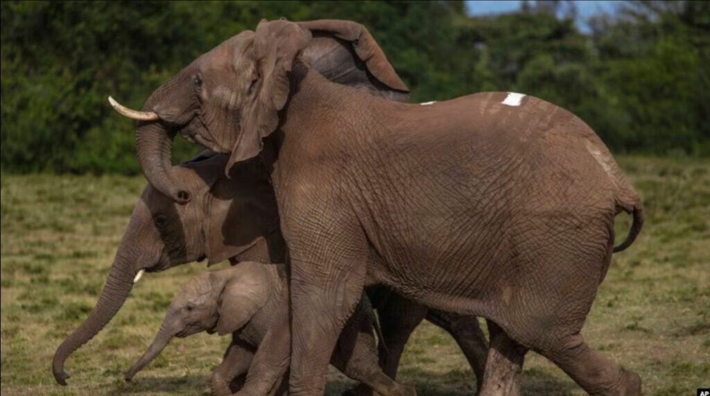 Kenya Declares Anti-poaching Efforts Successful Following Elephant Population Surge
