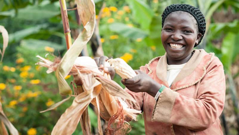 Women harvesting maize in Sub-Saharan Africa, highlighting their vital role in agriculture and commu.