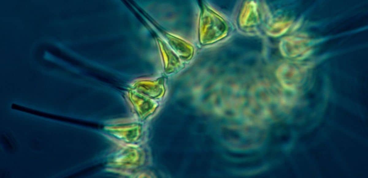 Ocean bloom off Madagascar linked to drought dust from Southern Africa.