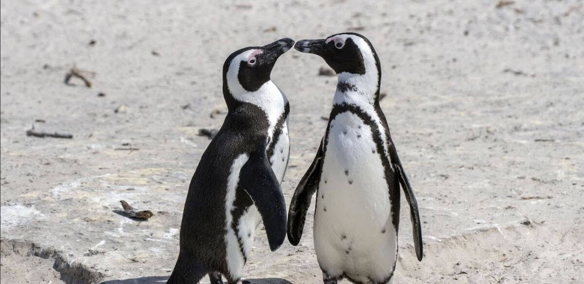 Two African penguins facing each other on sandy shore.