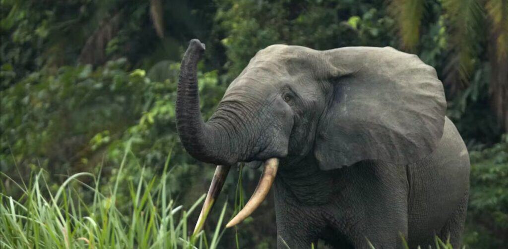 Urgent Action Needed to Save Nigeria’s Endangered Elephants