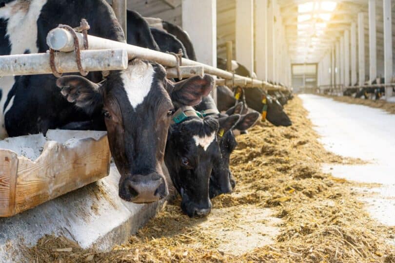 Cows feeding in a modern, well-ventilated livestock facility at COP29.