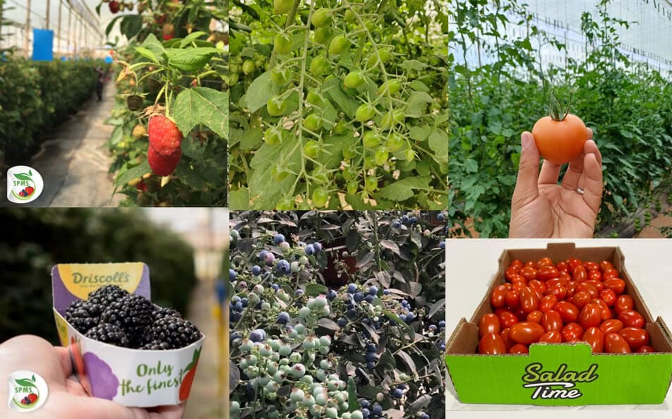 Prosper Africa Facilitates Investment Into Morocco’s Agriculture Sector By Supporting Vantage Capital’s Investment In Société de Production Maraîchère Samir S.A. (SPMS)