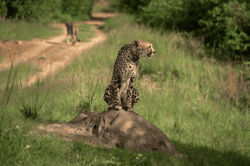 Safari On Your Bucket List? Pick the Right One.    