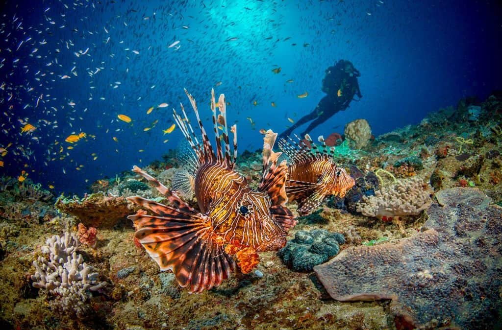 A Beautiful Unspoilt Jewel on the East Coast of Africa Hailed as One of the Best Diving Spots in the World