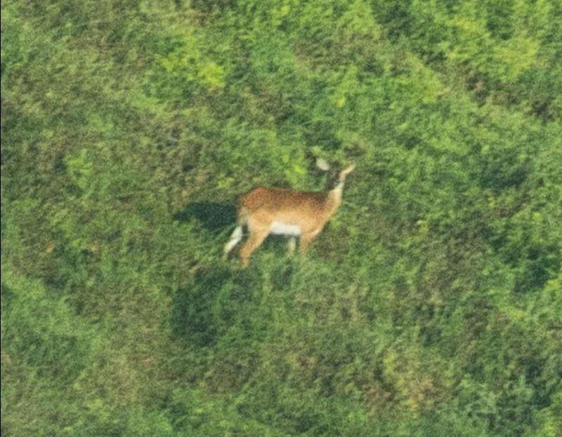 Rare Antelope Caught on Camera for the First Time in 20 Years