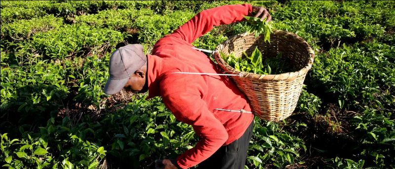 From Nairobi to Beijing: Kenya’s Bid to Grow Tea Exports to China
