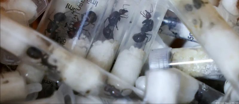 Wildlife Crime Goes Small: The Illegal Trade in Insects