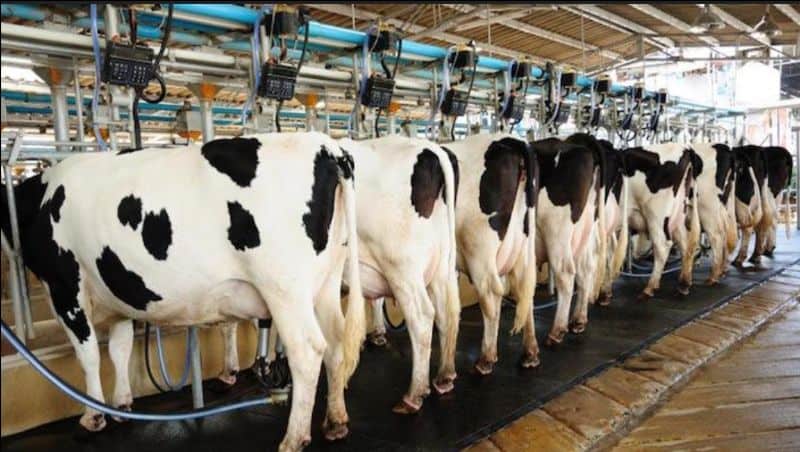 Modern dairy farm with Holstein cows in a high-tech milking parlor.