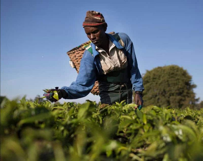 Sustainability vs. Survival: Kenya Rethinks Tea Certification Model