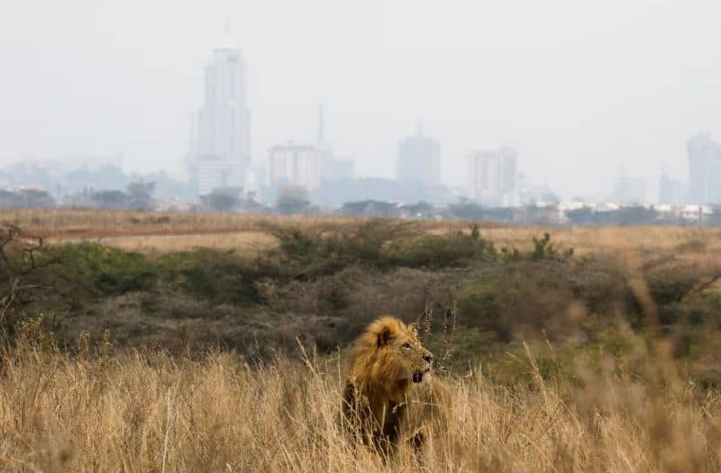 Saving Nairobi’s Lions: The Maasai Community Keeping Wildlife Corridors Alive