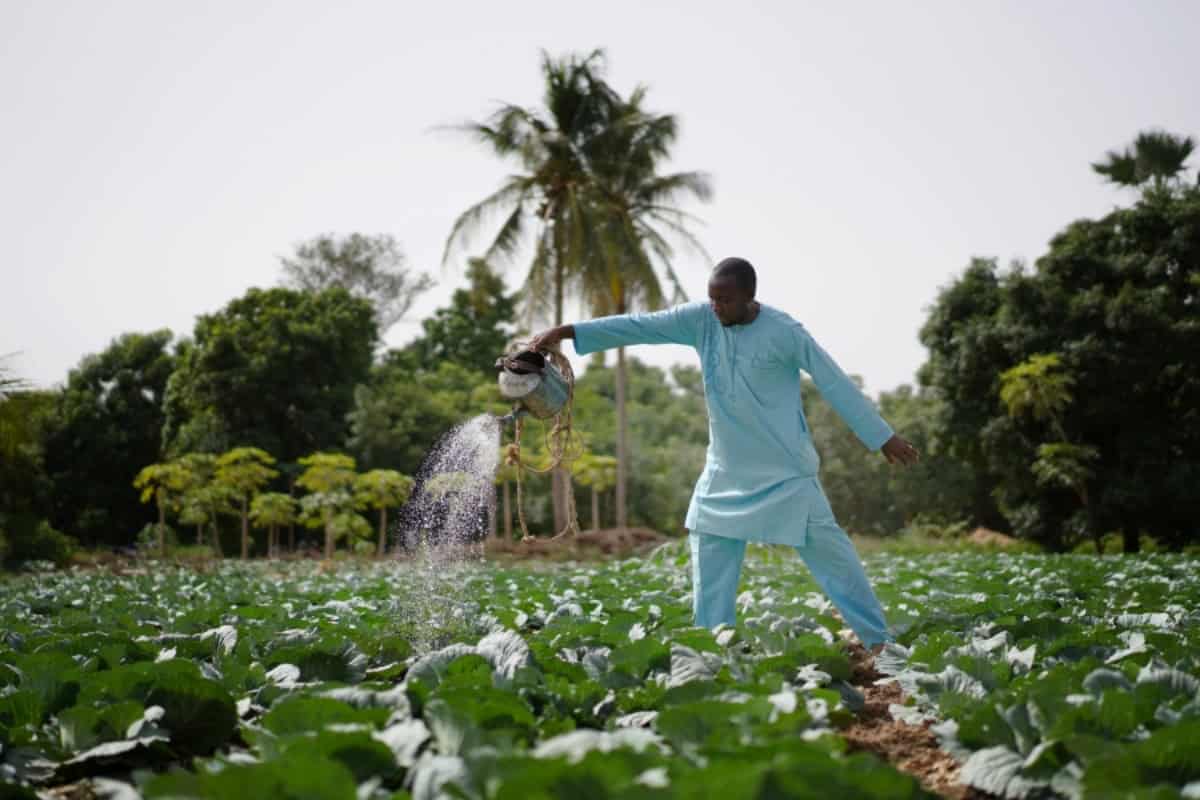 Farmer watering crops in lush African farm to strengthen food supply resilience.