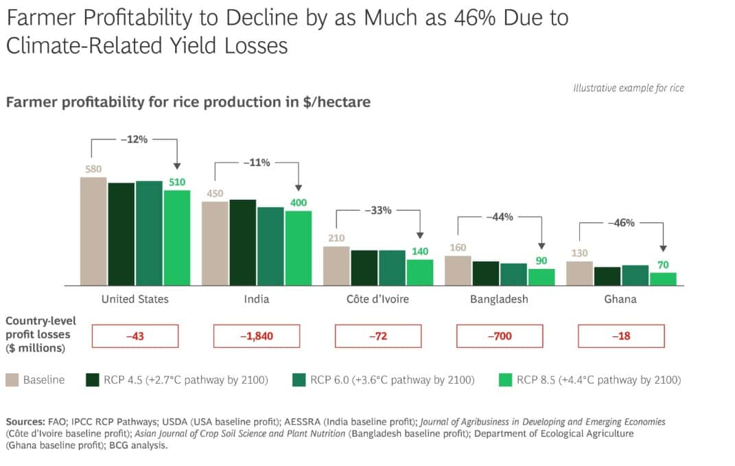 Farmer profitability for rice production in $ hectare