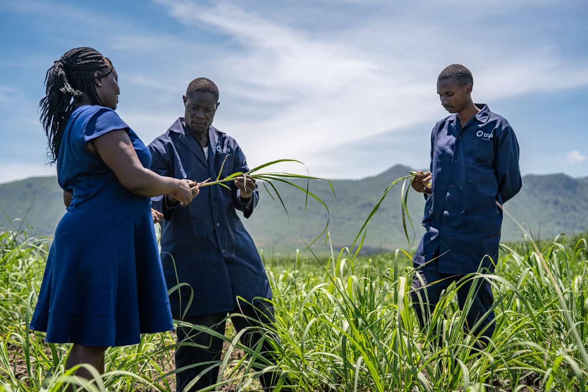 African students inspecting crops in a lush green field for sustainable farming.