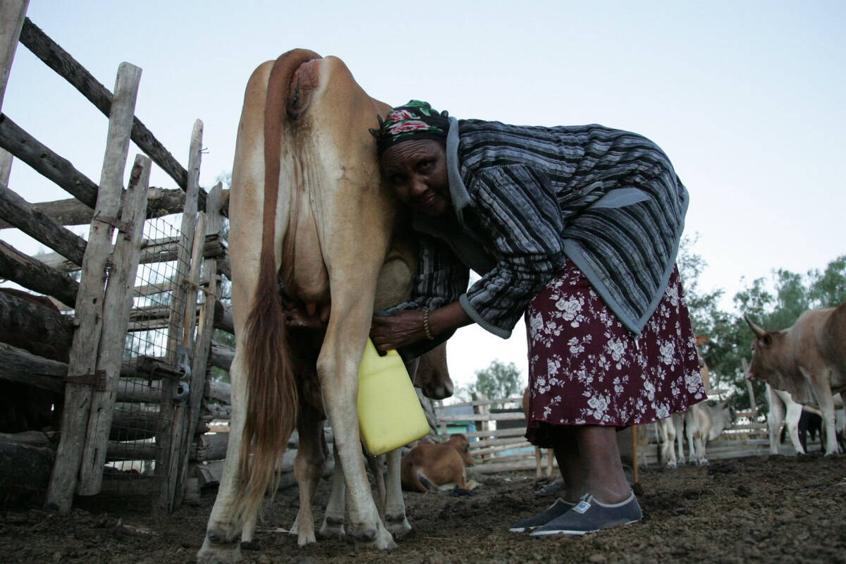 Woman milking a cow in a rural farm setting, emphasizing nutrition and livestock rights.