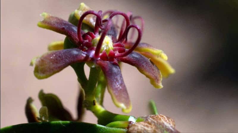 Inside the Living Archive of Africa’s 65,000+ Plant Species