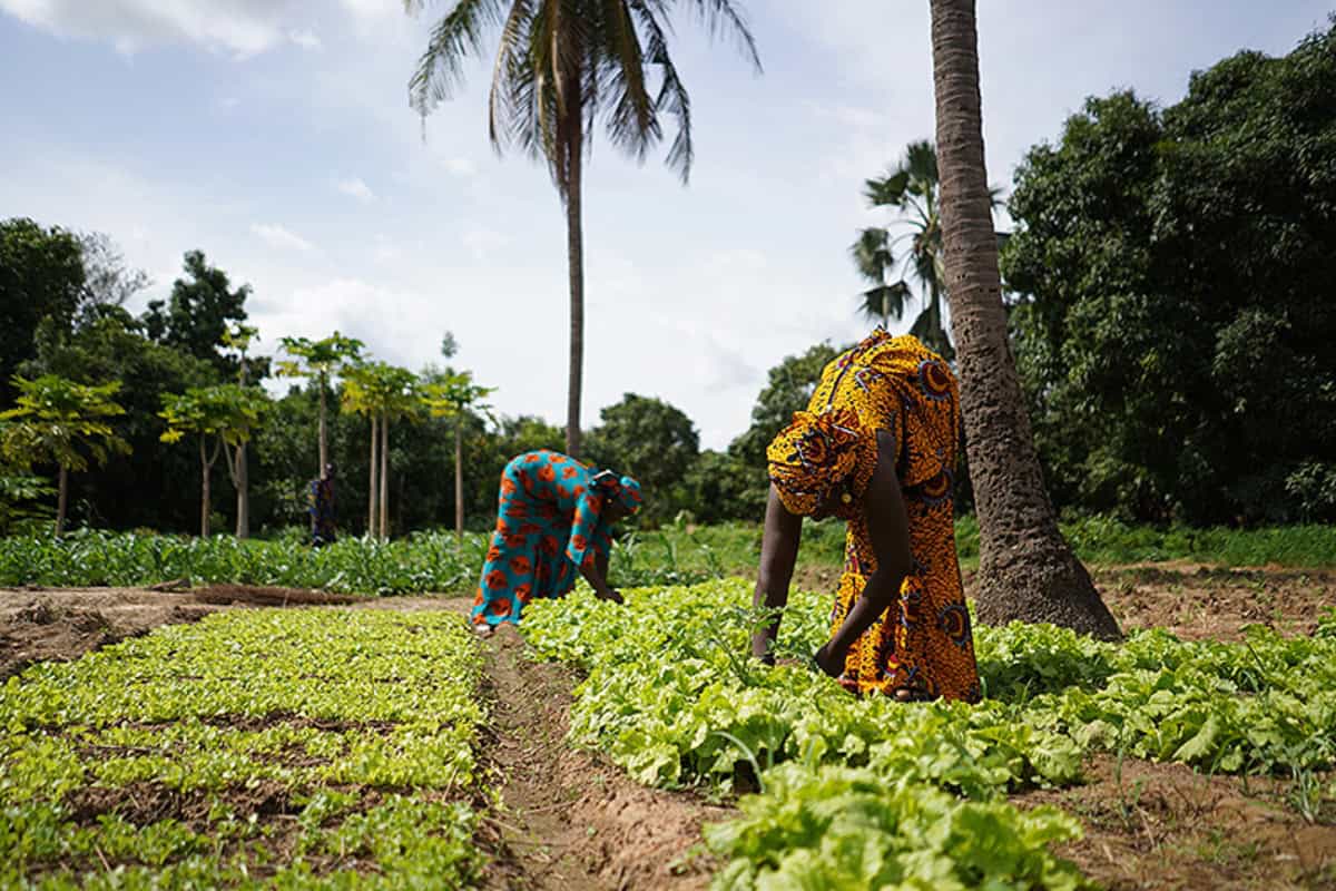 Farmers harvesting fresh vegetables in Africa's agricultural sector.