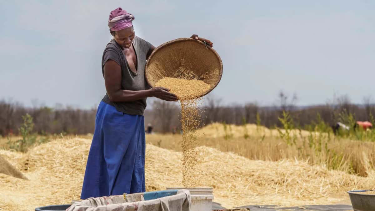 How Digital Technologies Are Transforming Zimbabwe’s Agrifood Systems