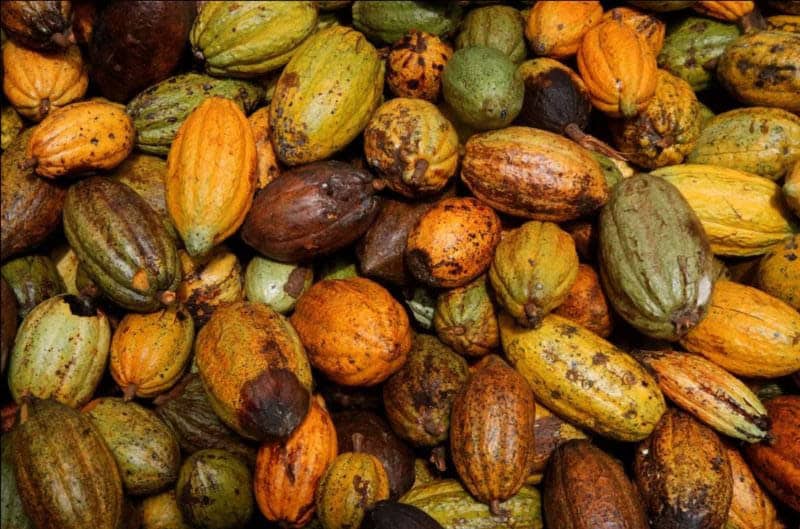 Cocoa pods harvested from Cameroon's cocoa farms, blending conservation efforts with global chocolat.