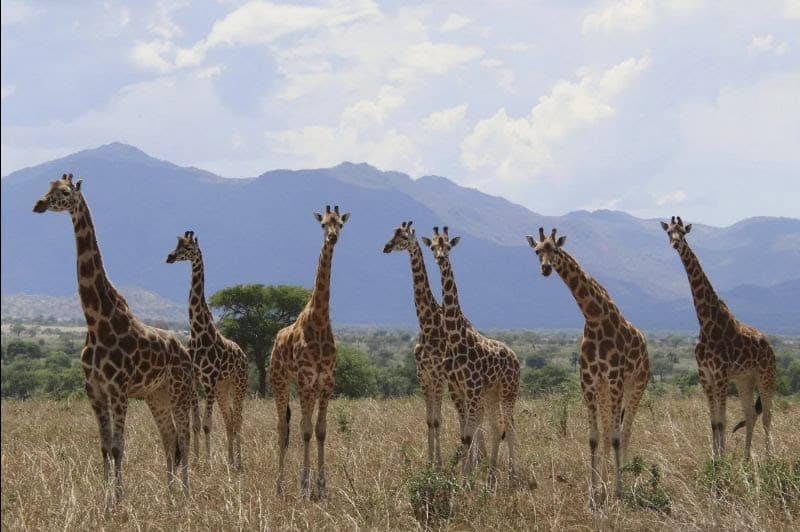 New Study Quadruples Giraffe Species Count in Africa