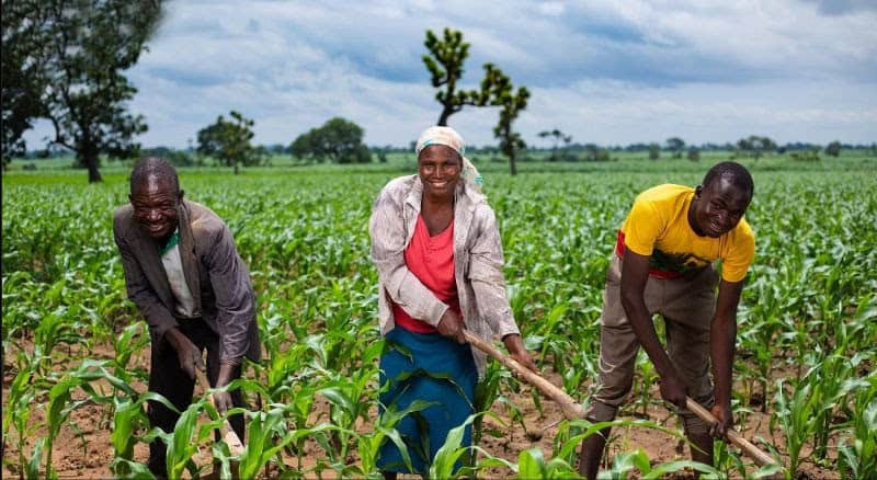 Africa’s Food Future Hinges on Smarter Logistics, Not Just Farming