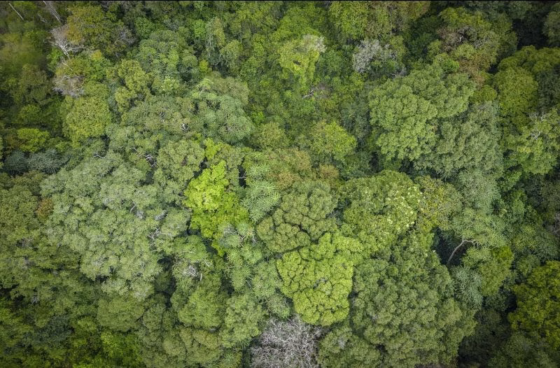 Singapore Turns to Africa for Carbon Credits to Power Net Zero Push