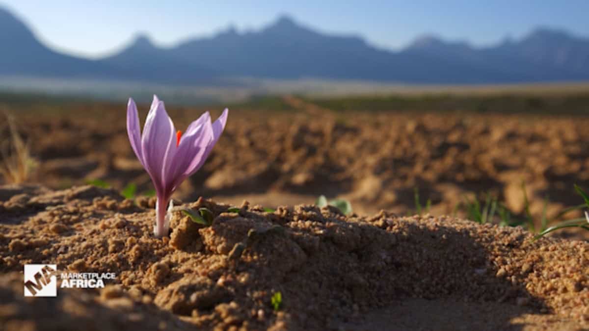 Marketplace Africa Explores The South African Farms Switching To Saffron