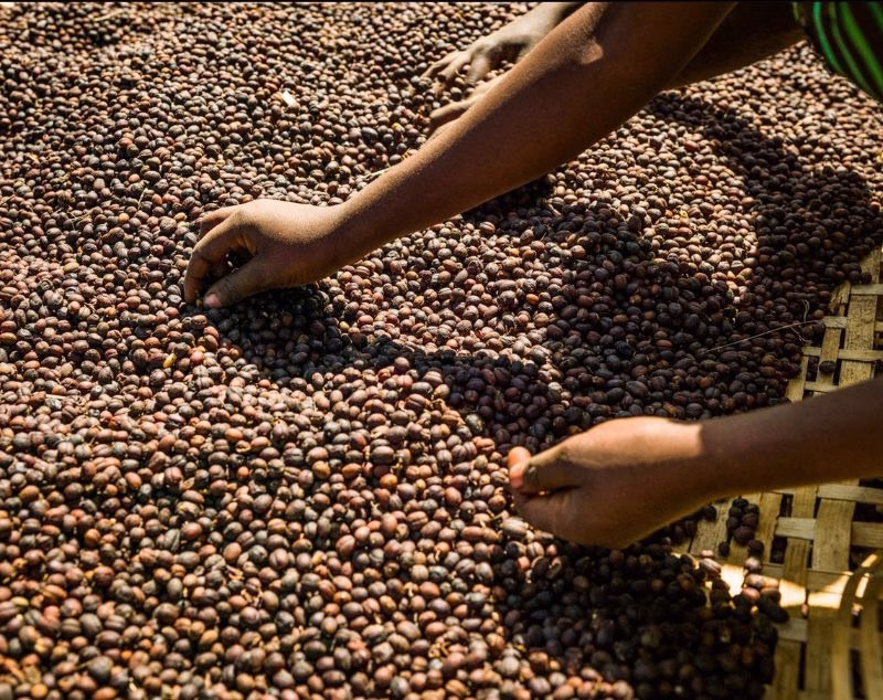Uganda’s export earnings soar