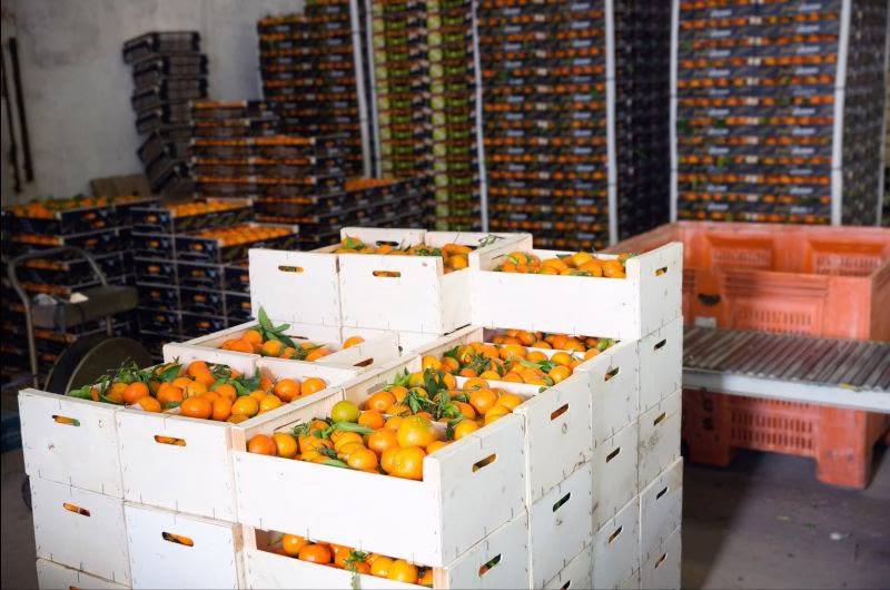 South Africa’s citrus exports hit record high