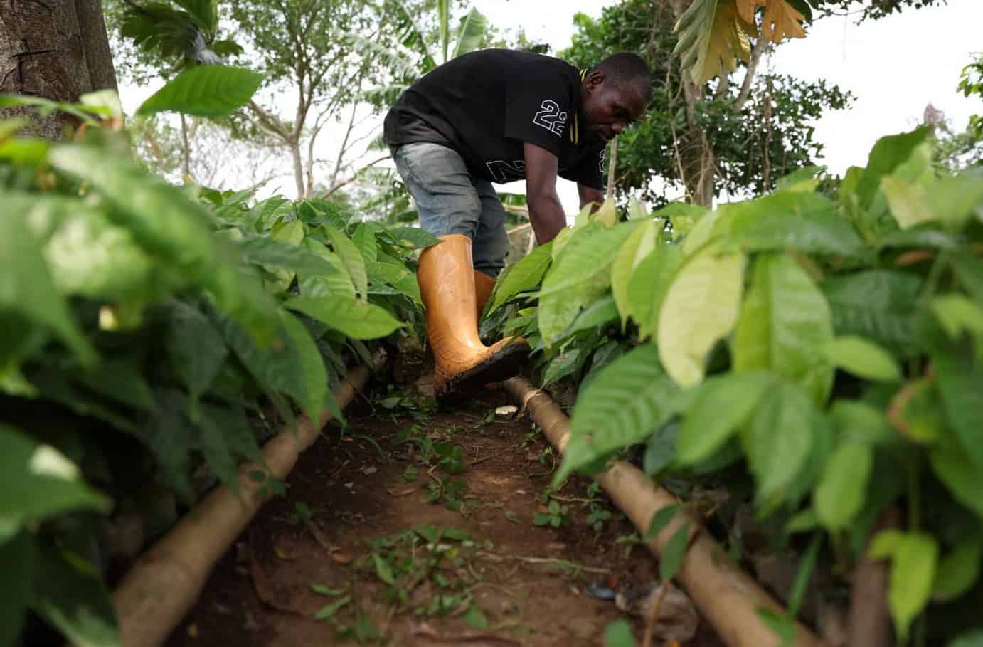 Man working on local gold refining in Ghana's lush environment.