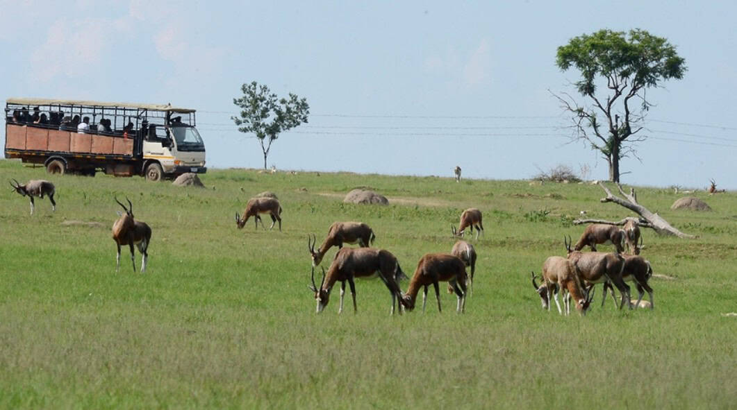 Grazing antelopes in Ghana's gold refining region with a truck in the background.