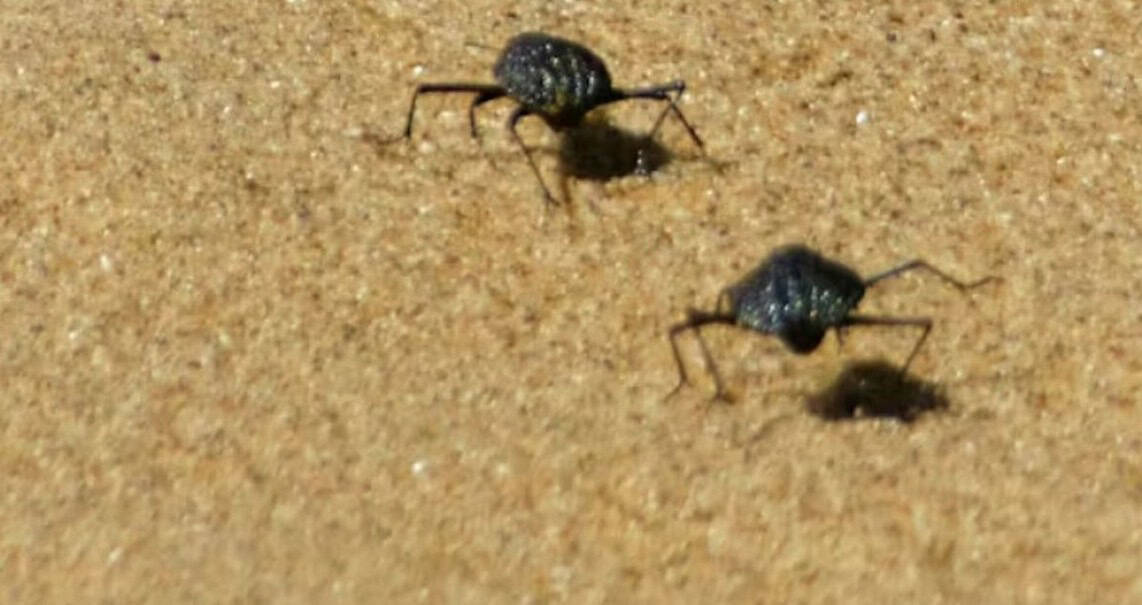 Ants working on gold-rich soil in Ghana's mining region.