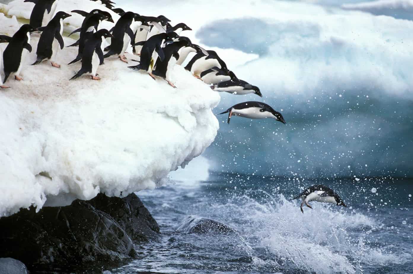 Safari or Antarctica? Choosing the ultimate dream trip