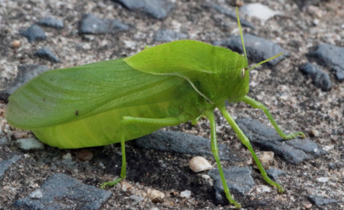 Endangered grasshopper rediscovered in KwaZulu-Natal