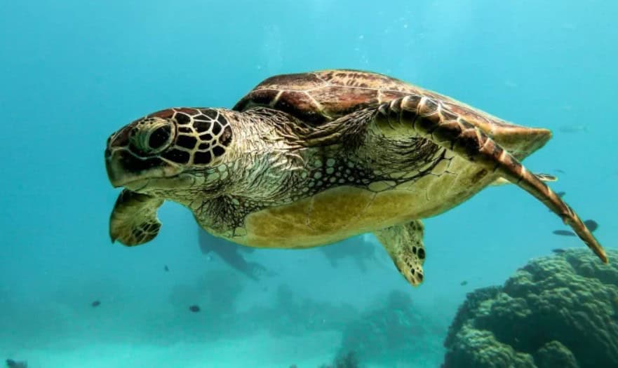 Green sea turtle swimming underwater in the ocean, showcasing African marine wildlife.