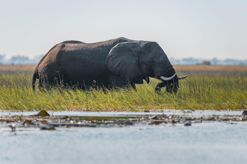 Elephant grazing in Angola's wetland, a site of international importance.