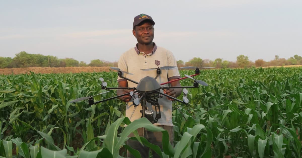 A farmer using drone technology in a lush green maize field in Africa.