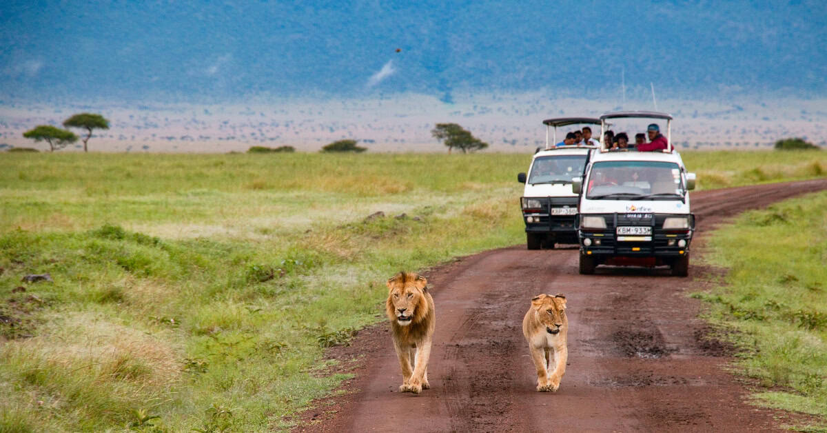 African safari with lions and tourists exploring nature.