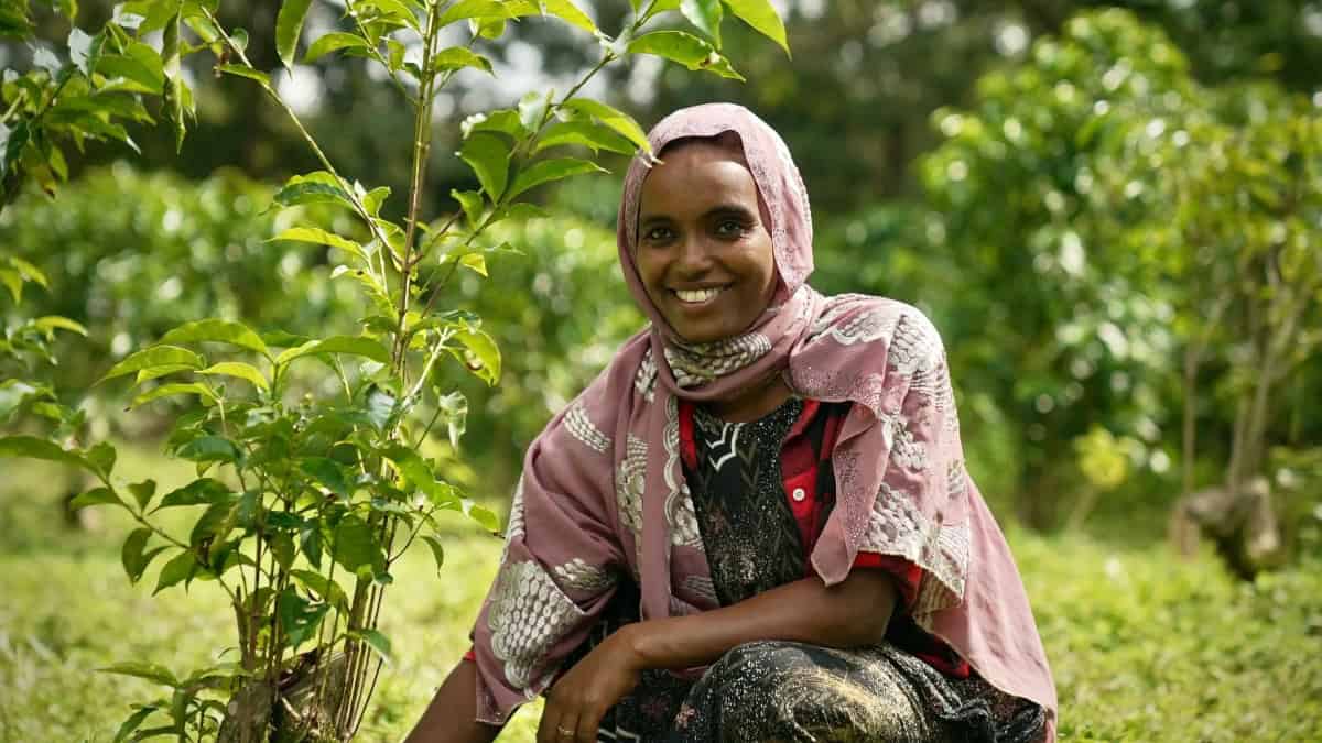 Ethiopian woman farmer smiling in coffee plantation with lush green background.
