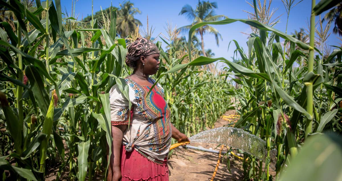 Woman watering maize plants in an African farm.