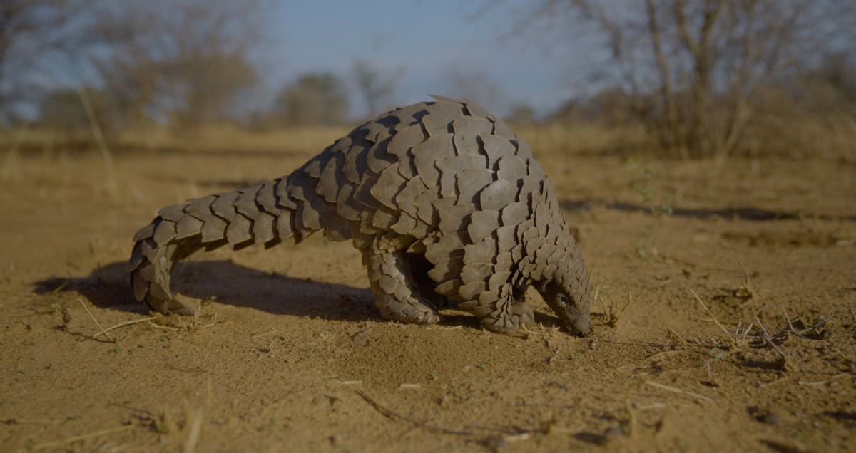 Wild pangolin foraging on dry land in Africa.