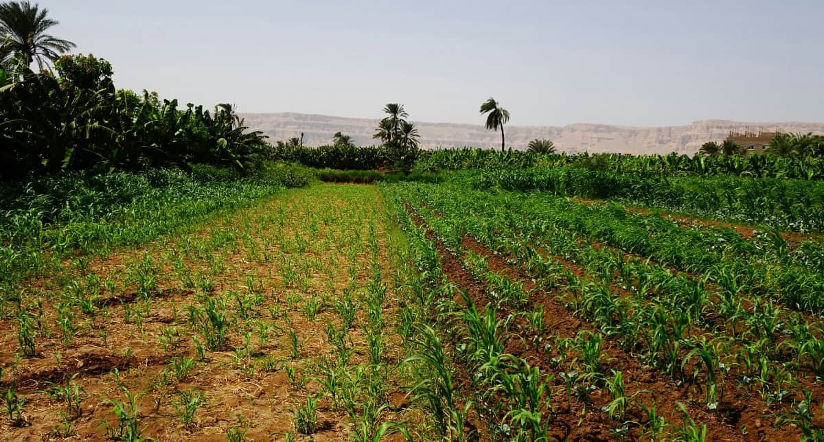Young women working in agricultural fields in Africa.