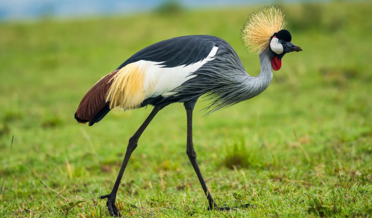 Listening To The Land: Biodiversity Research Guides Lasting Landscape Restoration In Uganda