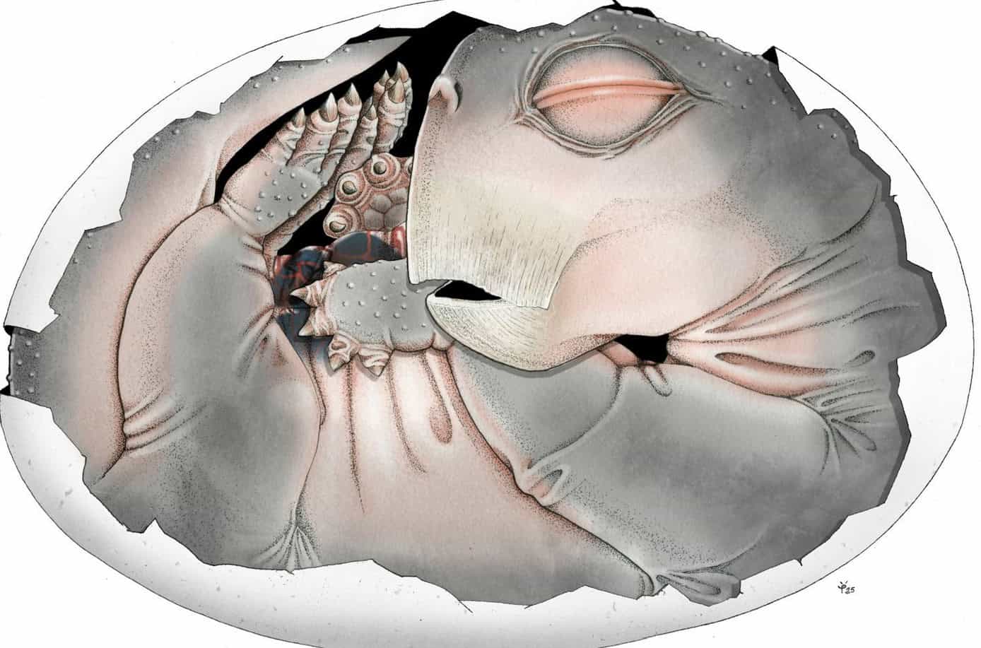 Fossil discovery rewrites origins of mammal reproduction